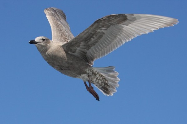 Glaucous-winged Gull